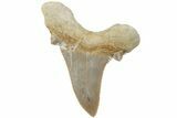 Serrated Sokolovi (Auriculatus) Shark Tooth - Dakhla, Morocco #225221-1